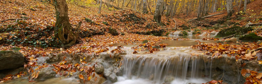 Photo of autumn leaves around a small waterfall.